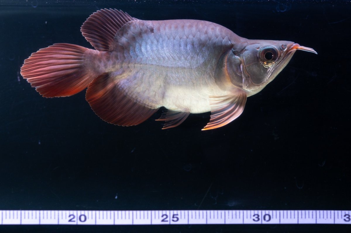 画像9: スーパーレッド ショート個体 NO.64(#10) (9)