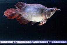 画像9: スーパーレッド ショート個体 NO.64(#10) (9)