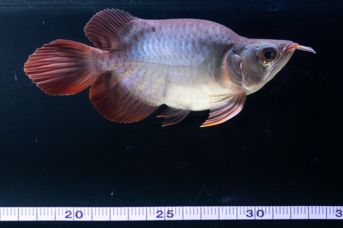 画像7: スーパーレッド ショート個体 NO.64(#10) (7)