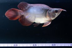 画像7: スーパーレッド ショート個体 NO.64(#10) (7)