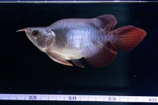 画像8: スーパーレッド ショート個体 NO.64(#10) (8)