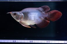 画像6: スーパーレッド ショート個体 NO.64(#10) (6)