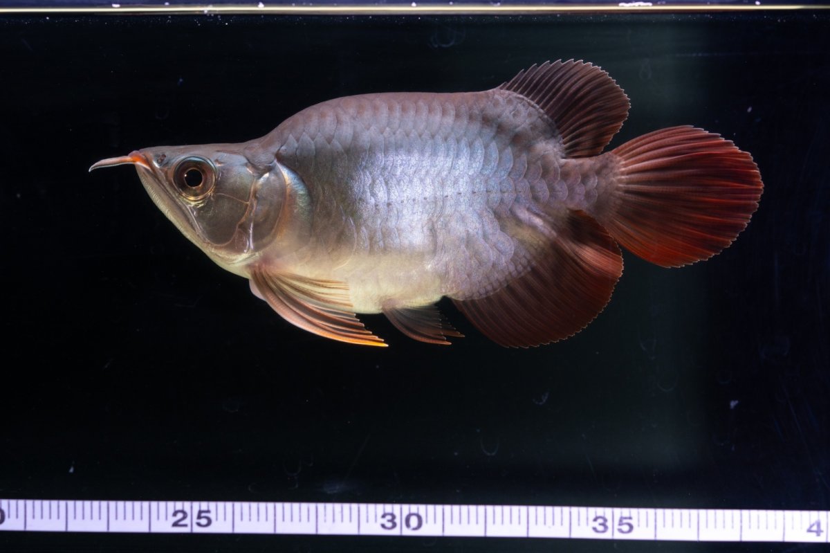 画像2: スーパーレッド ショート個体 NO.64(#10) (2)