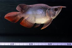 画像5: スーパーレッド ショート個体 NO.64(#10) (5)