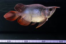 画像3: スーパーレッド ショート個体 NO.64(#10) (3)