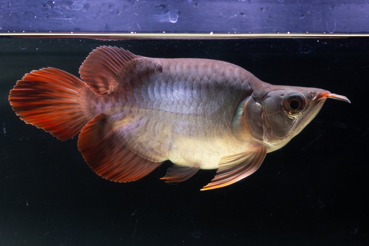 画像1: スーパーレッド ショート個体 NO.64(#10) (1)