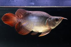 画像1: スーパーレッド ショート個体 NO.64(#10) (1)