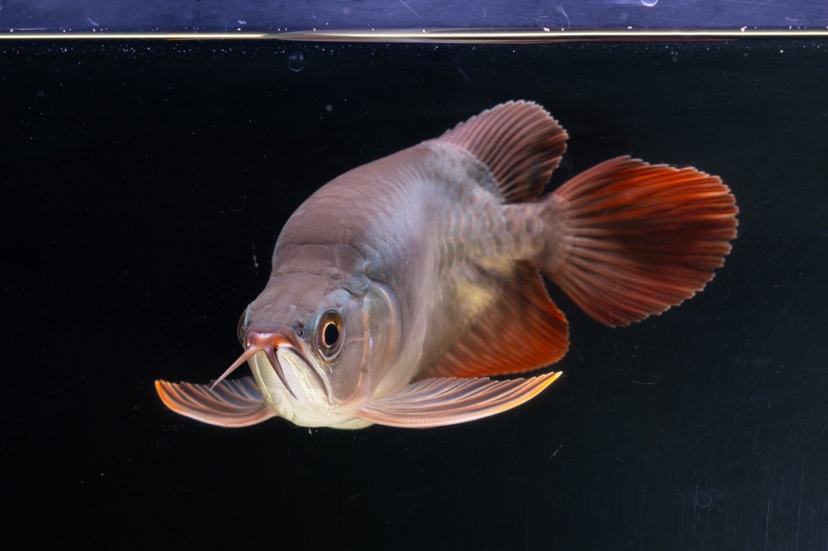 画像15: スーパーレッド ショート個体 NO.64(#10) (15)