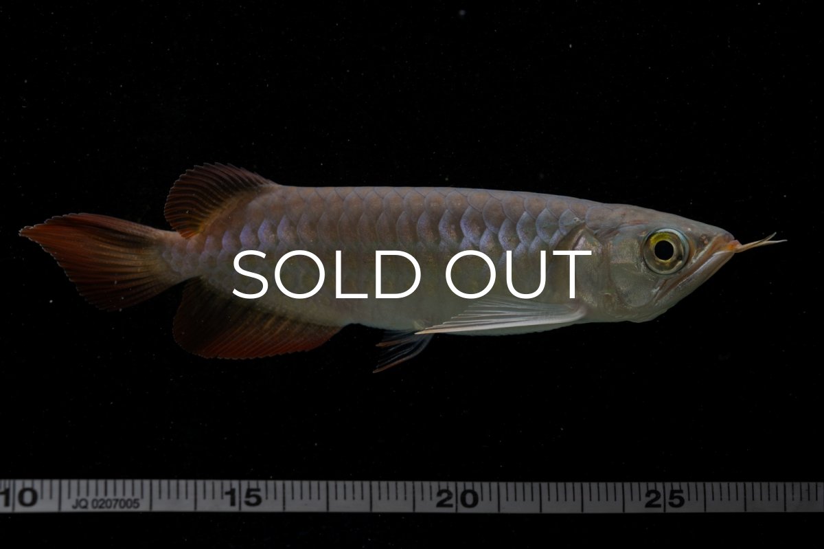 画像16: 【特価魚】チリレッド NO.6（インドネシア産） (16)