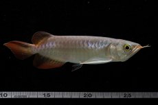 画像16: 【特価魚】チリレッド NO.6（インドネシア産） (16)