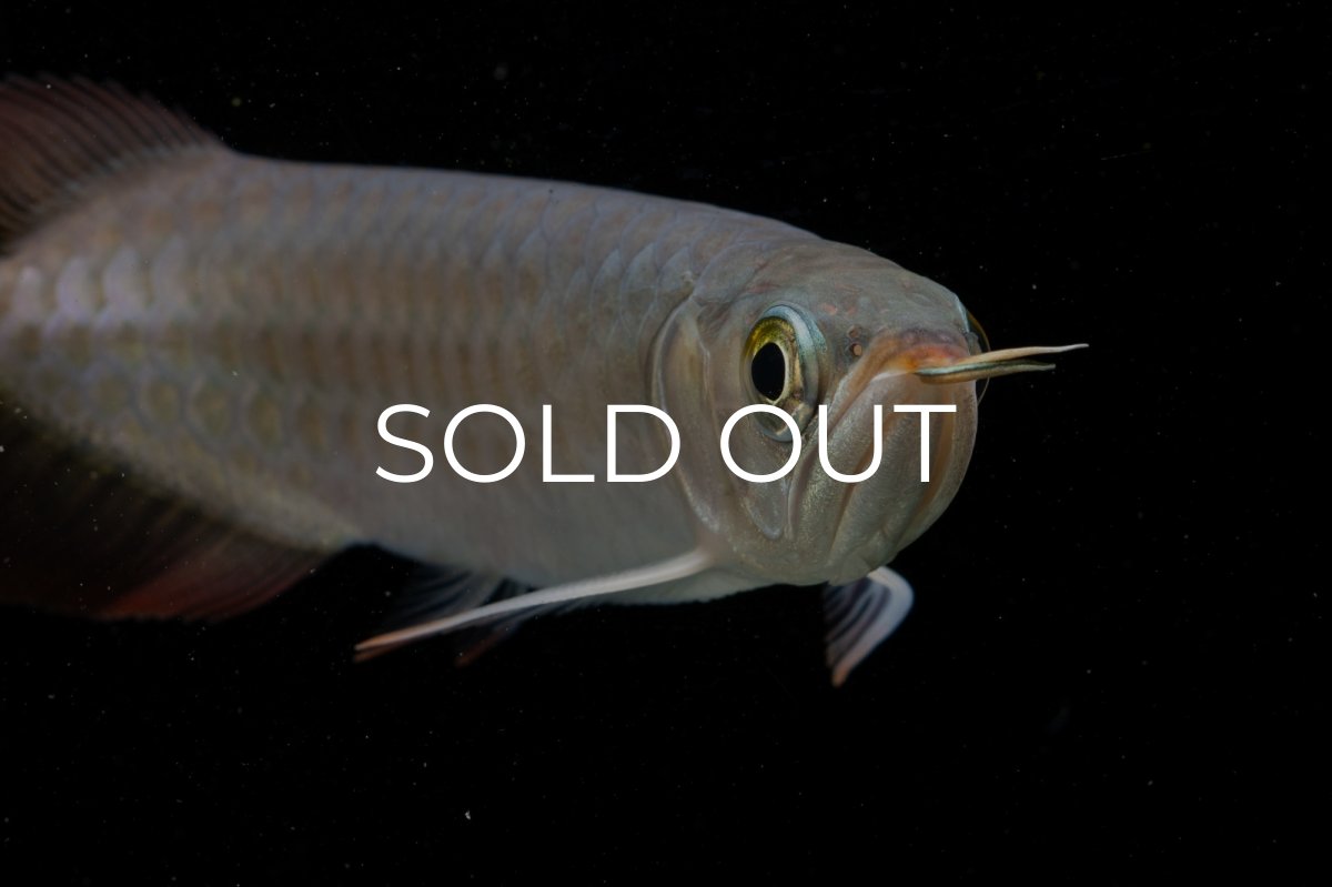 画像13: 【特価魚】チリレッド NO.6（インドネシア産） (13)