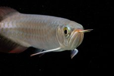 画像13: 【特価魚】チリレッド NO.6（インドネシア産） (13)