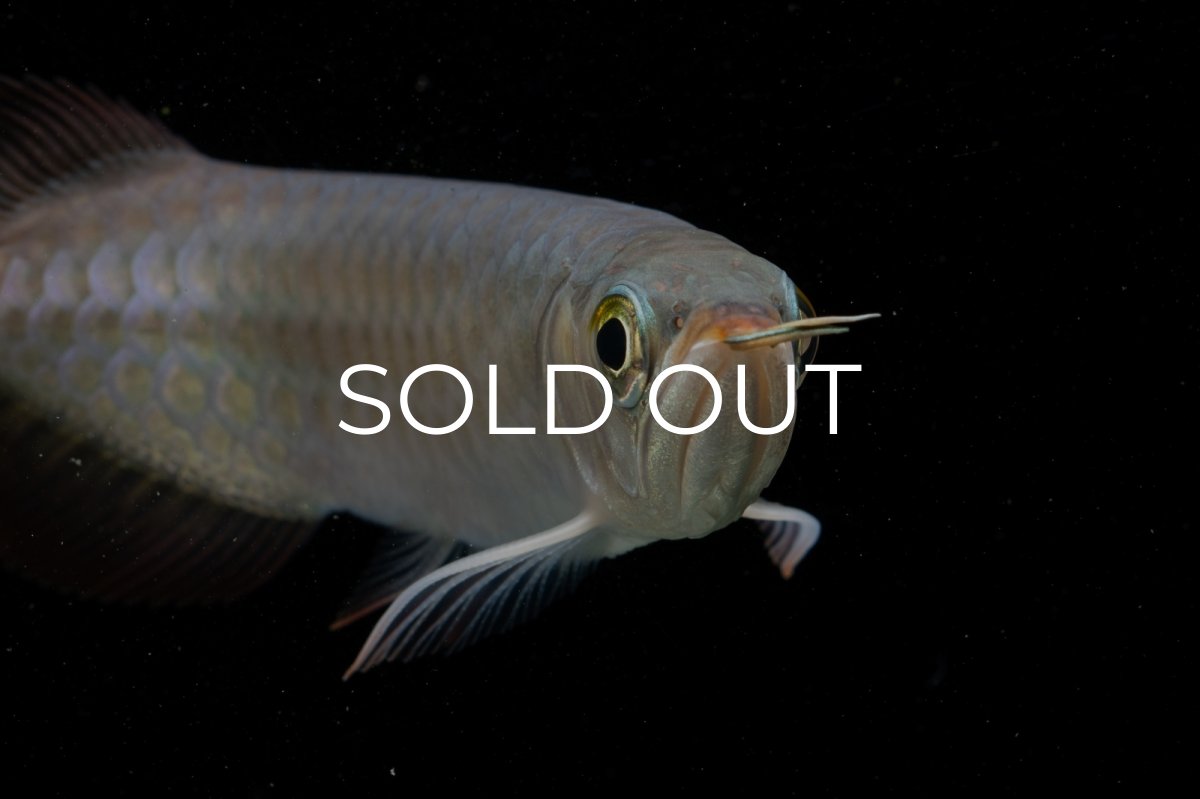 画像12: 【特価魚】チリレッド NO.6（インドネシア産） (12)