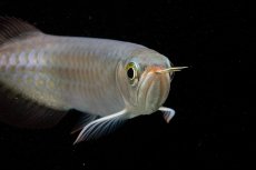 画像12: 【特価魚】チリレッド NO.6（インドネシア産） (12)