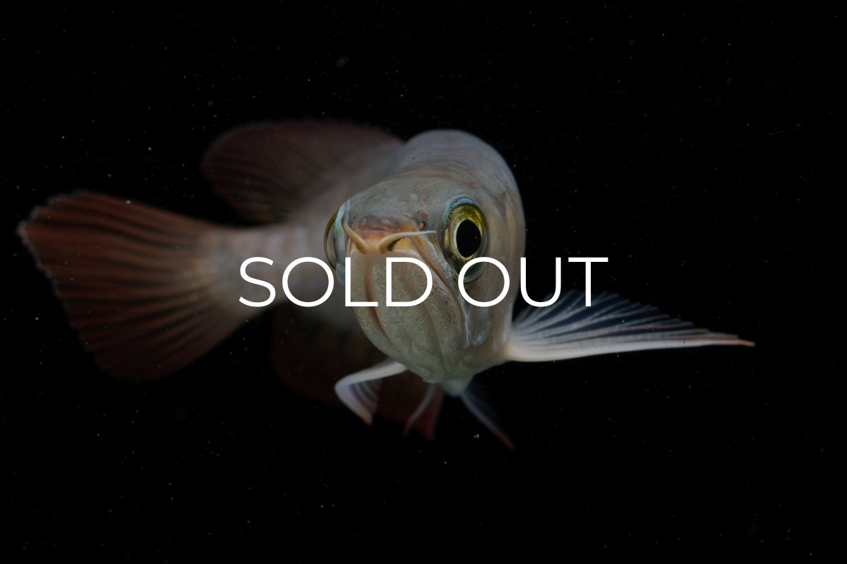 画像11: 【特価魚】チリレッド NO.6（インドネシア産） (11)