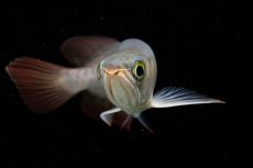 画像11: 【特価魚】チリレッド NO.6（インドネシア産） (11)