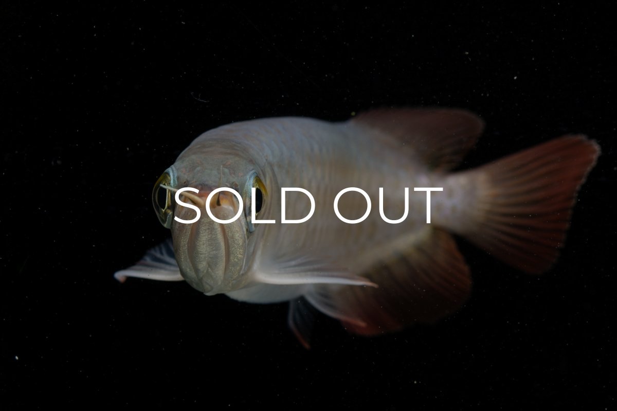 画像10: 【特価魚】チリレッド NO.6（インドネシア産） (10)