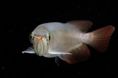 画像10: 【特価魚】チリレッド NO.6（インドネシア産） (10)