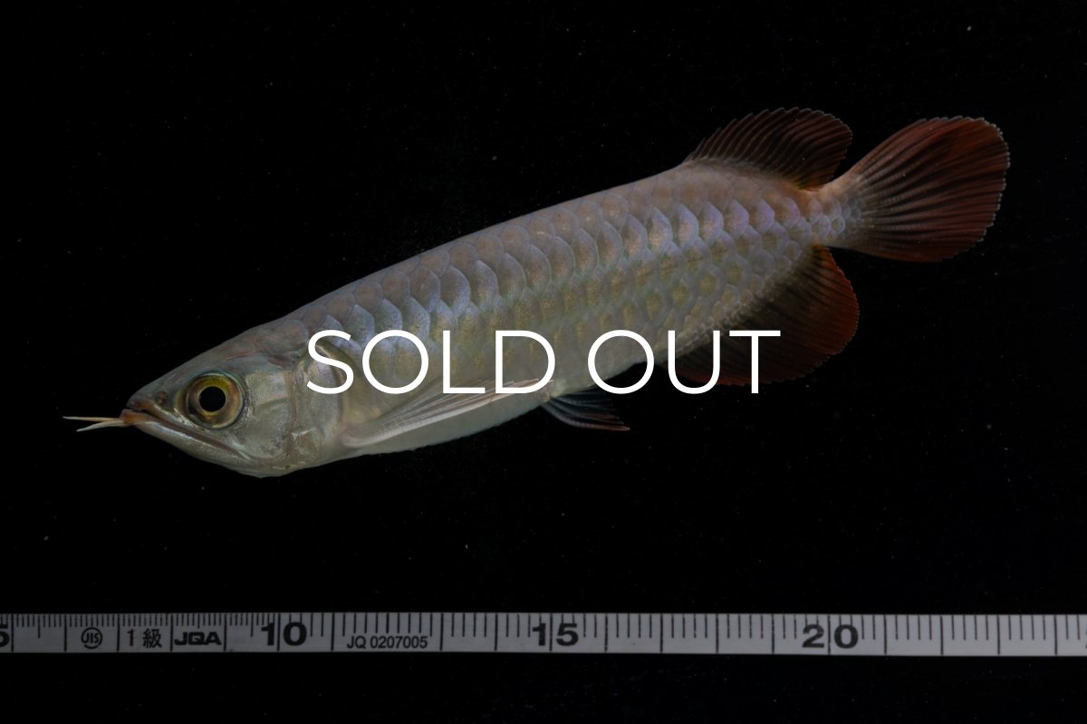 画像15: 【特価魚】チリレッド NO.6（インドネシア産） (15)