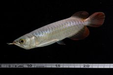 画像15: 【特価魚】チリレッド NO.6（インドネシア産） (15)