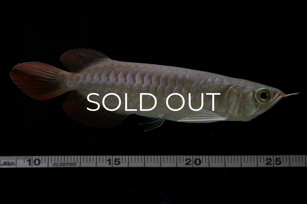 画像14: 【特価魚】チリレッド NO.6（インドネシア産） (14)