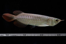 画像14: 【特価魚】チリレッド NO.6（インドネシア産） (14)