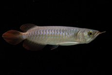 画像8: 【特価魚】チリレッド NO.6（インドネシア産） (8)