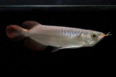 画像7: 【特価魚】チリレッド NO.6（インドネシア産） (7)