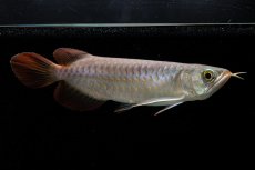 画像6: 【特価魚】チリレッド NO.6（インドネシア産） (6)