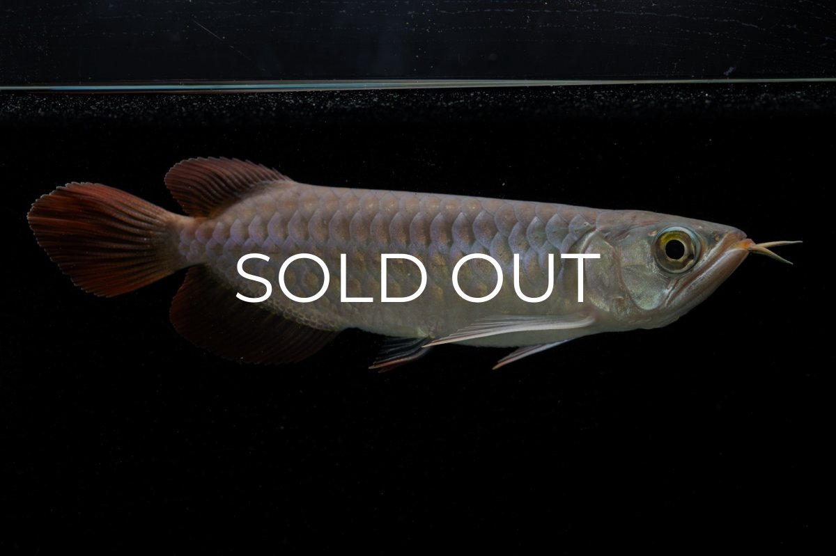 画像4: 【特価魚】チリレッド NO.6（インドネシア産） (4)