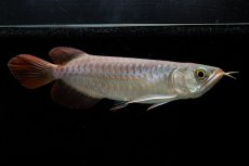 画像4: 【特価魚】チリレッド NO.6（インドネシア産） (4)