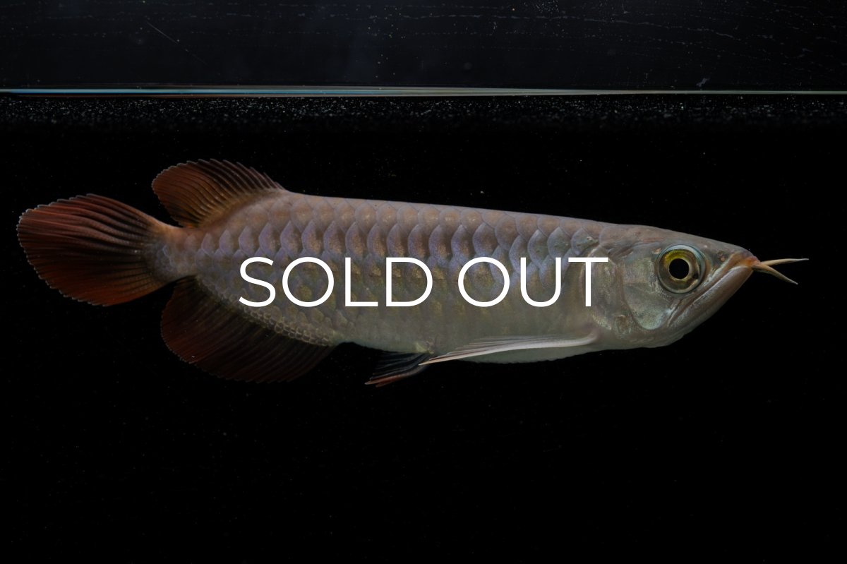 画像2: 【特価魚】チリレッド NO.6（インドネシア産） (2)