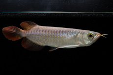 画像2: 【特価魚】チリレッド NO.6（インドネシア産） (2)