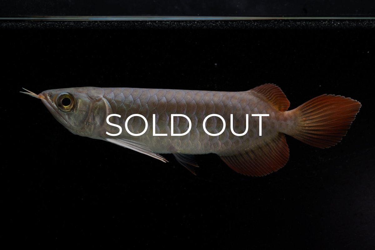 画像5: 【特価魚】チリレッド NO.6（インドネシア産） (5)