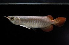 画像5: 【特価魚】チリレッド NO.6（インドネシア産） (5)