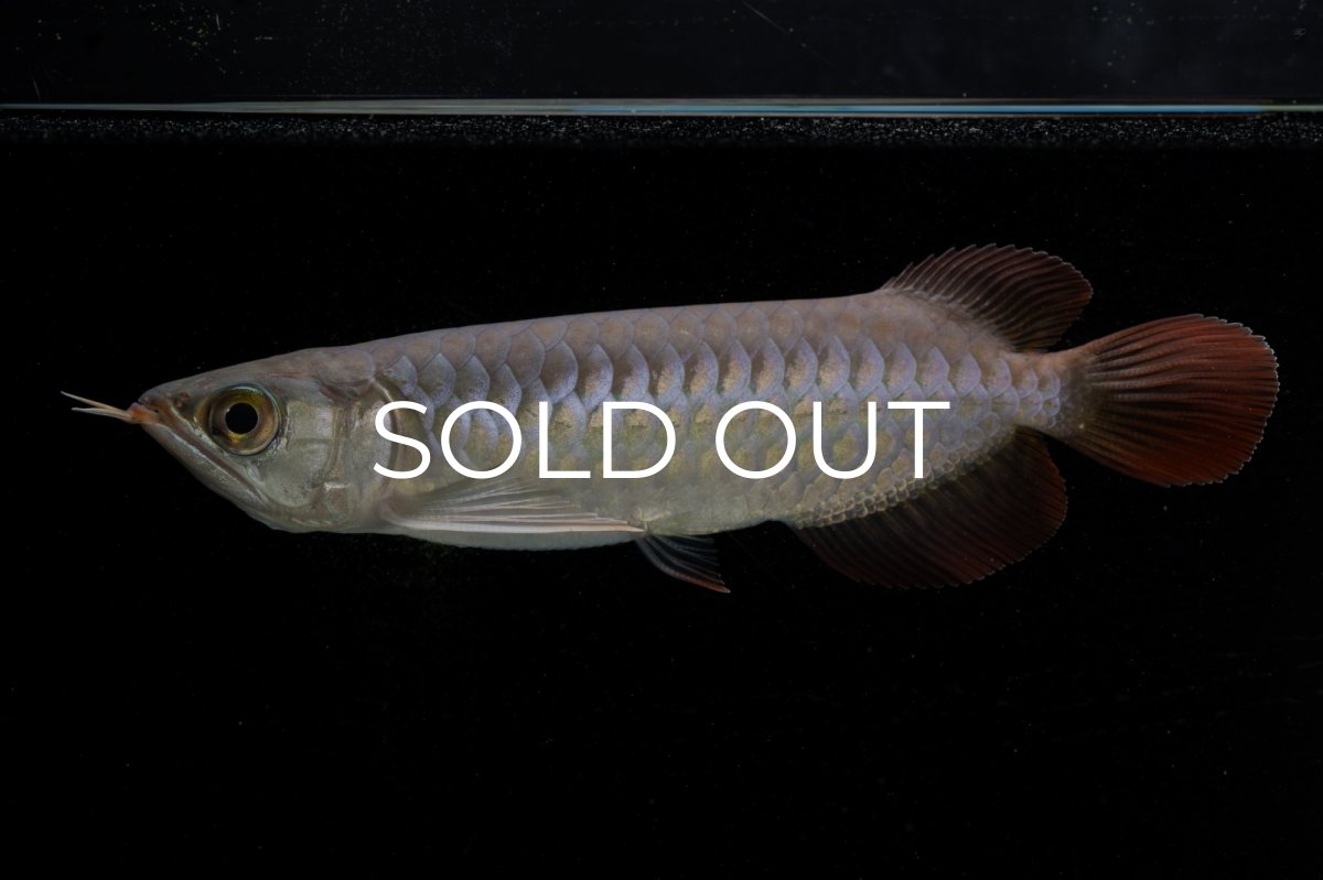 画像3: 【特価魚】チリレッド NO.6（インドネシア産） (3)