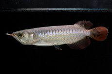 画像3: 【特価魚】チリレッド NO.6（インドネシア産） (3)