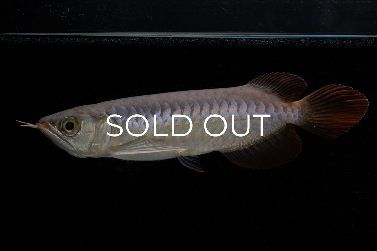 画像1: 【特価魚】チリレッド NO.6（インドネシア産） (1)