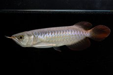 画像1: 【特価魚】チリレッド NO.6（インドネシア産） (1)