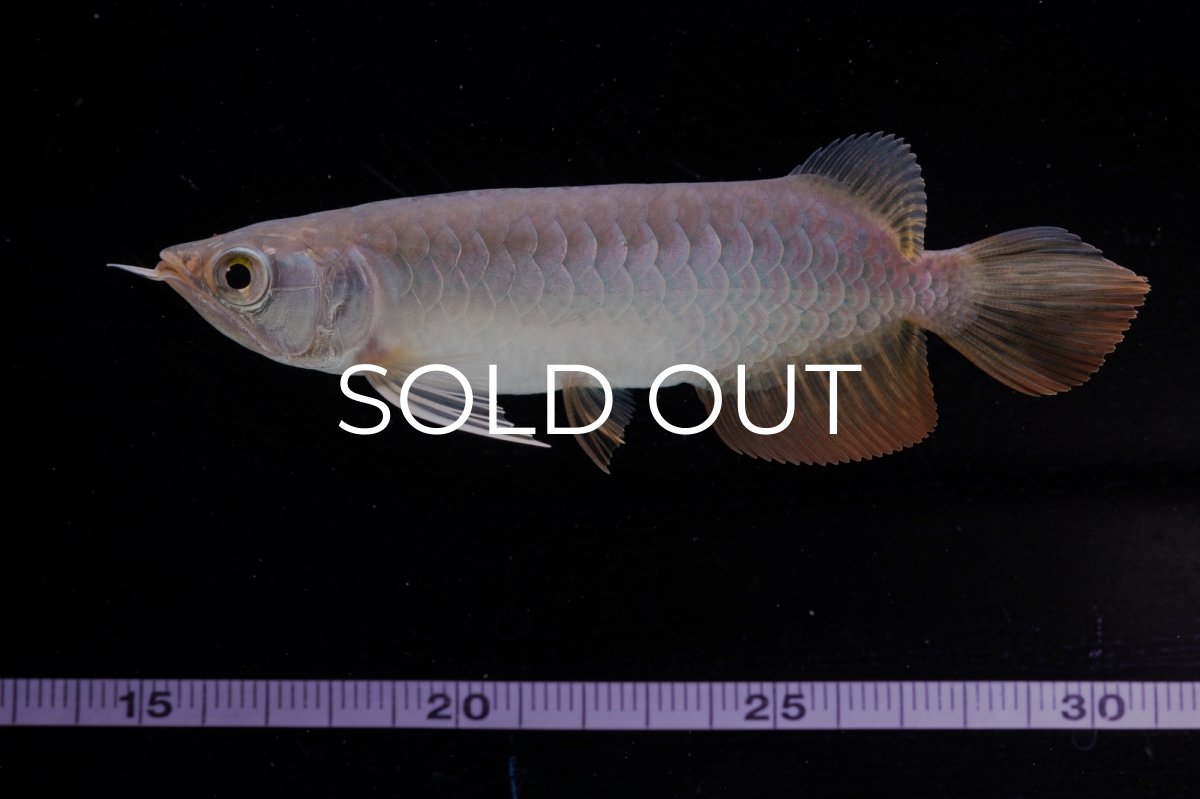 画像15: 紅尾金龍　 NO.10（ディナミカカプアス産）シャークマウス (15)