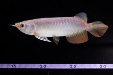 画像15: 紅尾金龍　 NO.10（ディナミカカプアス産）シャークマウス (15)