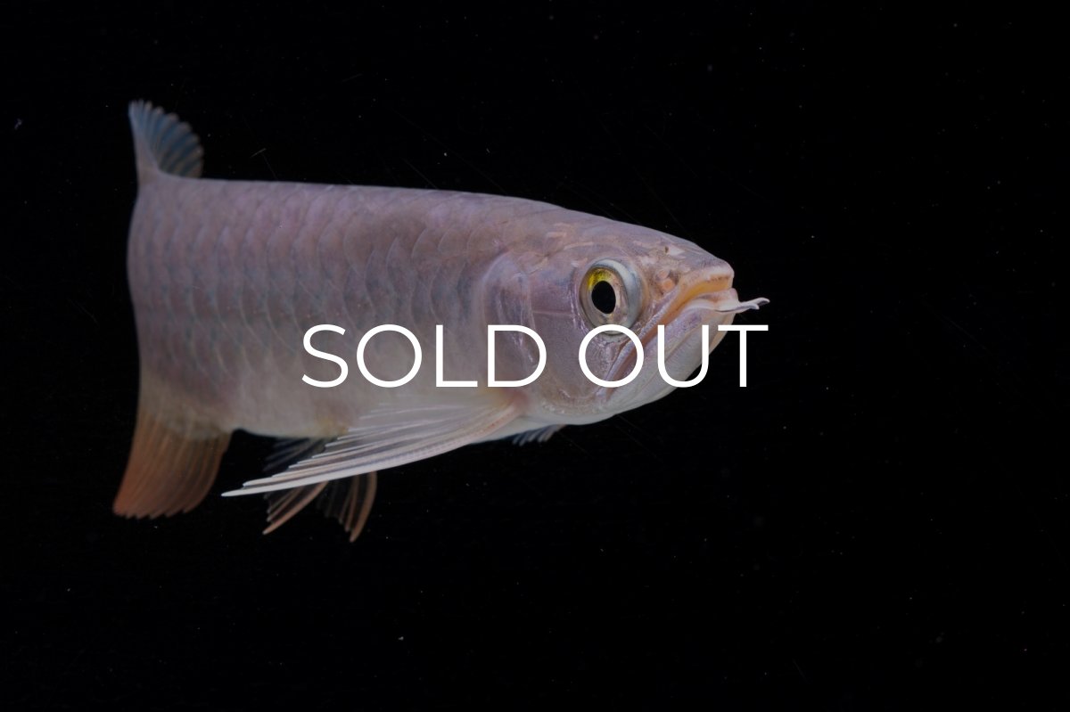 画像11: 紅尾金龍　 NO.10（ディナミカカプアス産）シャークマウス (11)