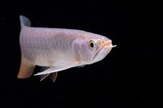 画像11: 紅尾金龍　 NO.10（ディナミカカプアス産）シャークマウス (11)