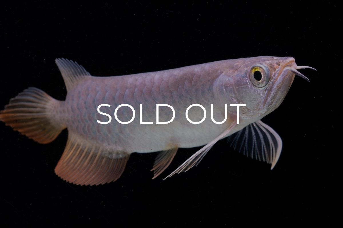 画像5: 紅尾金龍　 NO.10（ディナミカカプアス産）シャークマウス (5)