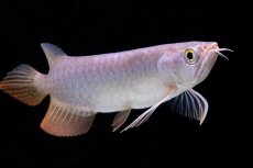 画像5: 紅尾金龍　 NO.10（ディナミカカプアス産）シャークマウス (5)