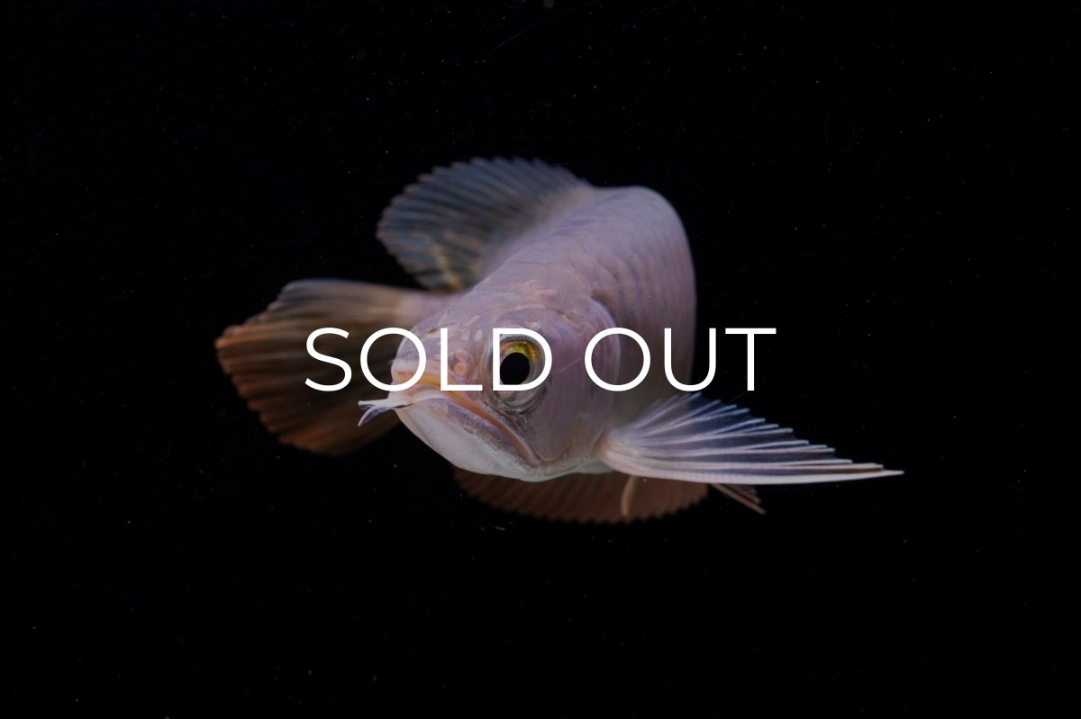 画像10: 紅尾金龍　 NO.10（ディナミカカプアス産）シャークマウス (10)