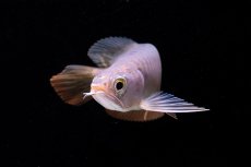 画像10: 紅尾金龍　 NO.10（ディナミカカプアス産）シャークマウス (10)