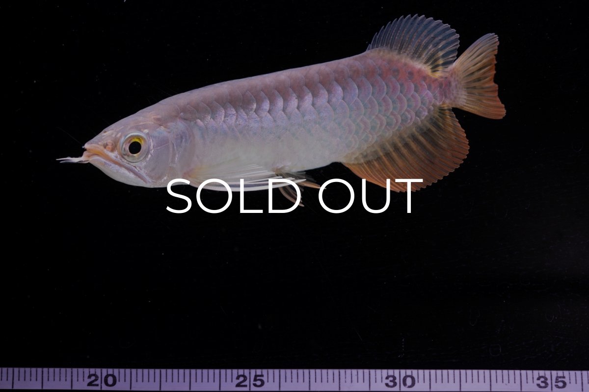 画像14: 紅尾金龍　 NO.10（ディナミカカプアス産）シャークマウス (14)