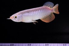 画像14: 紅尾金龍　 NO.10（ディナミカカプアス産）シャークマウス (14)