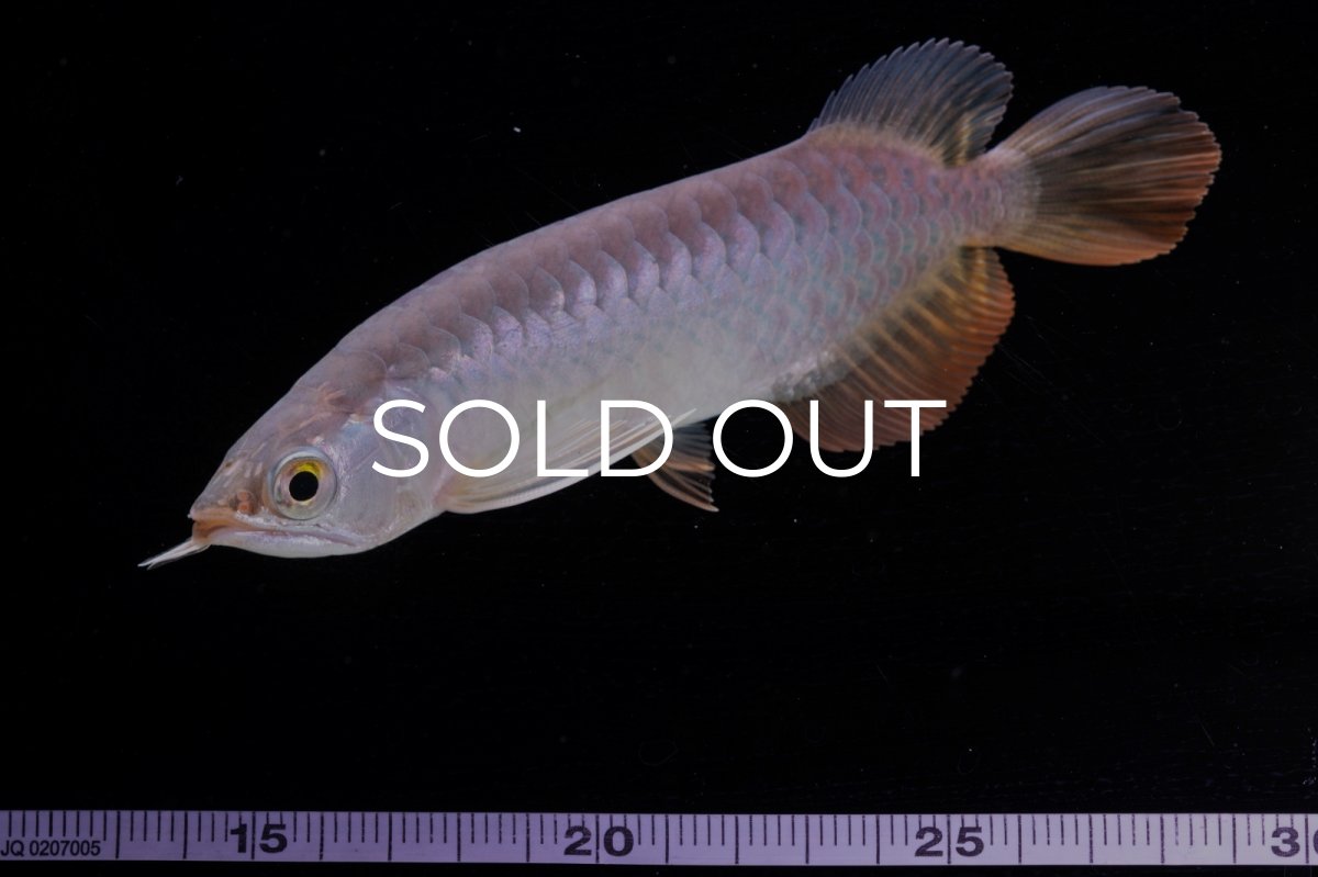 画像13: 紅尾金龍　 NO.10（ディナミカカプアス産）シャークマウス (13)